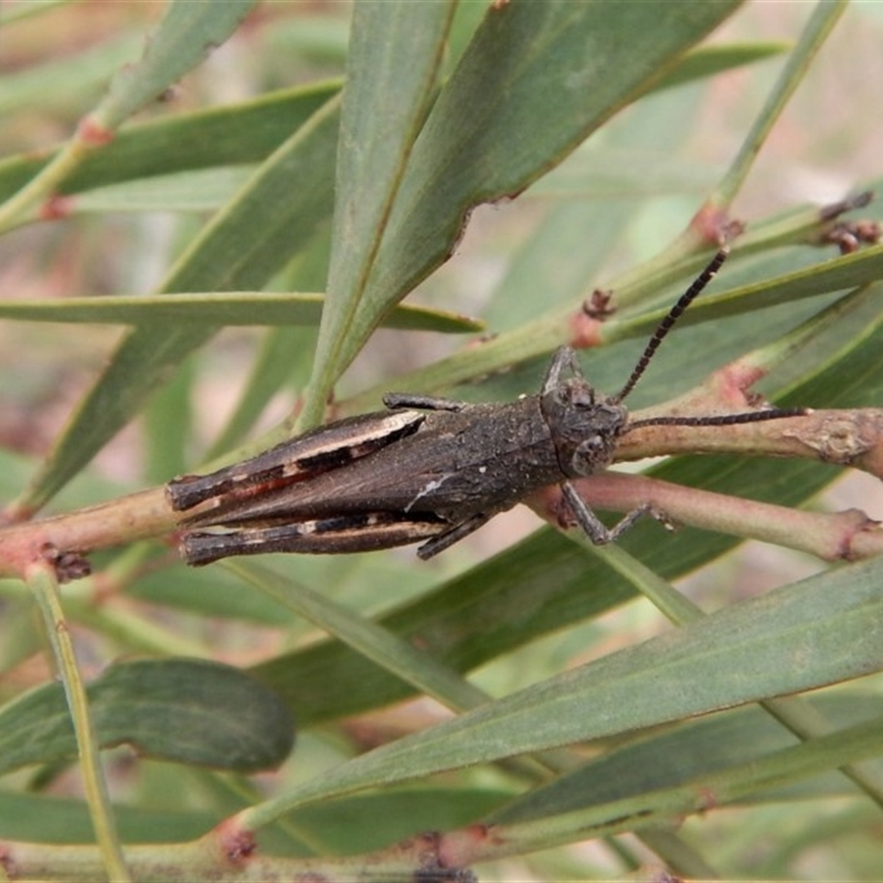 Cirphula pyrrhocnemis