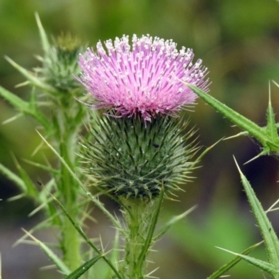 Cirsium vulgare