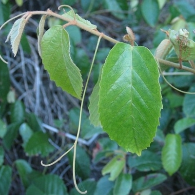 Cissus antarctica