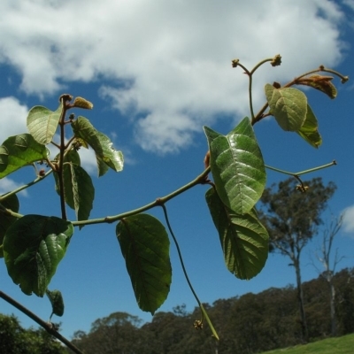 Cissus antarctica