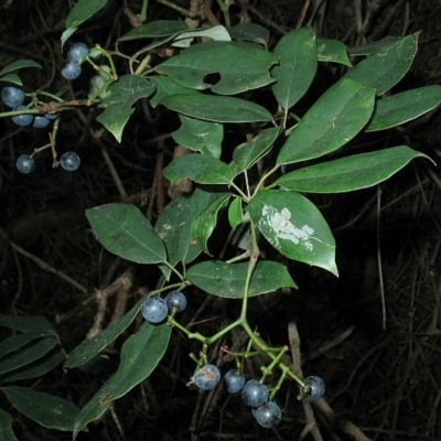 Cissus hypoglauca