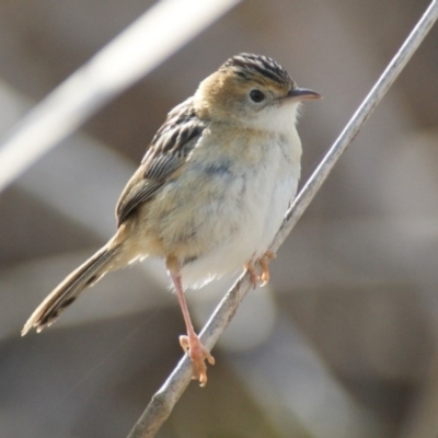 Cisticola exilis