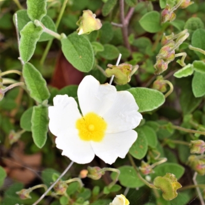 Cistus salviifolius