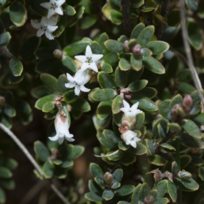 Acrothamnus hookeri