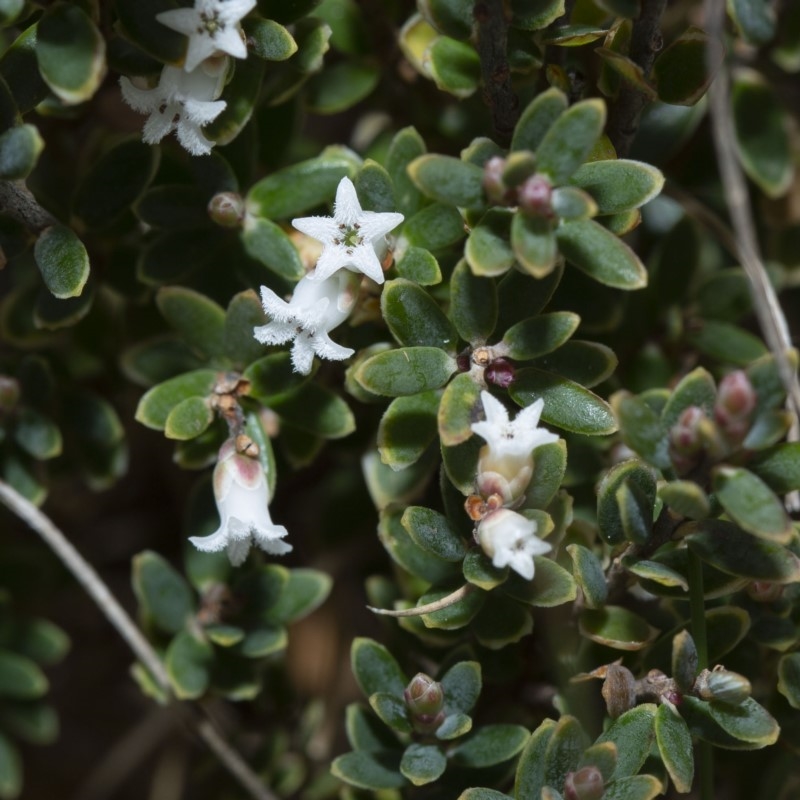 Acrothamnus hookeri