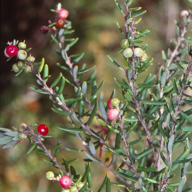 Acrothamnus hookeri