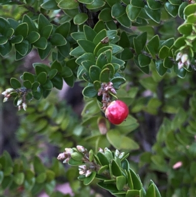 Acrothamnus maccraei