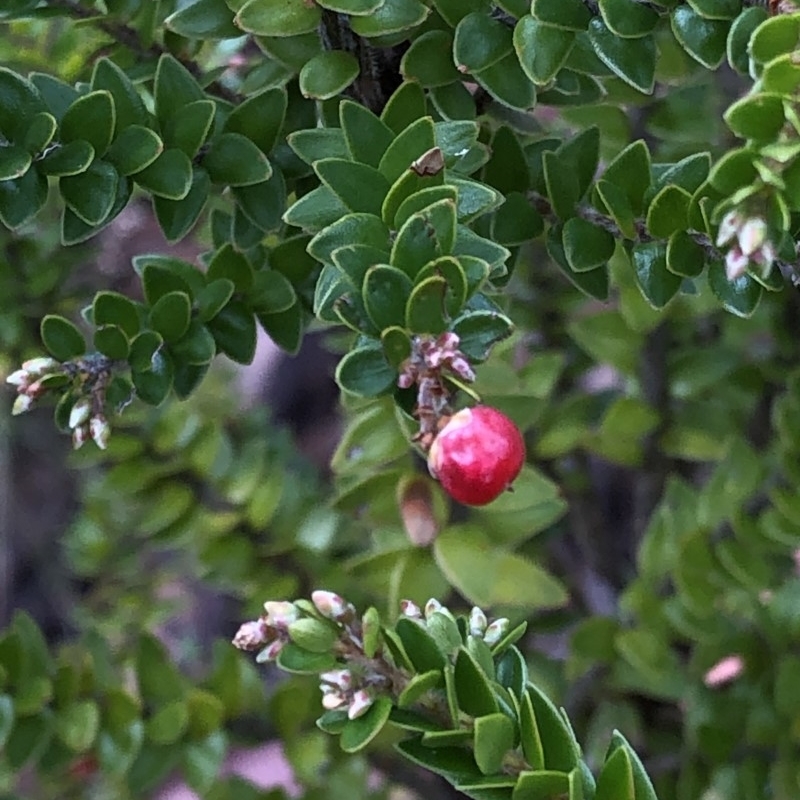 Acrothamnus maccraei