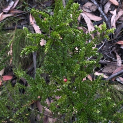 Acrothamnus maccraei