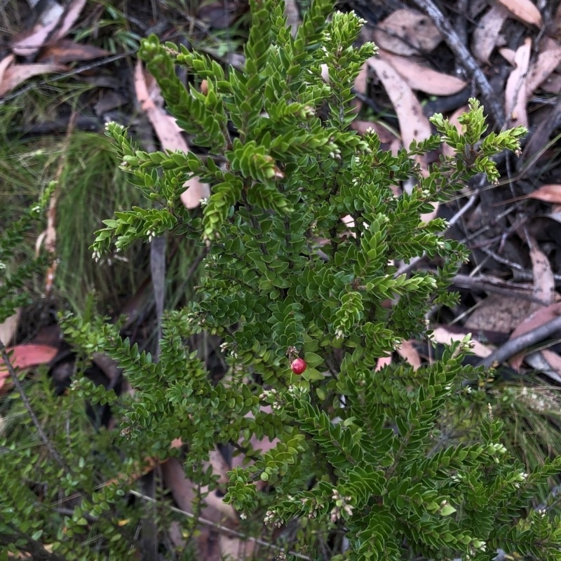 Acrothamnus maccraei