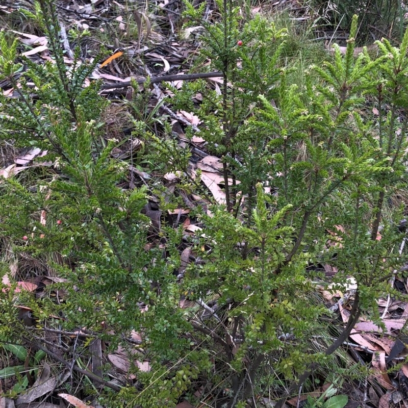 Acrothamnus maccraei