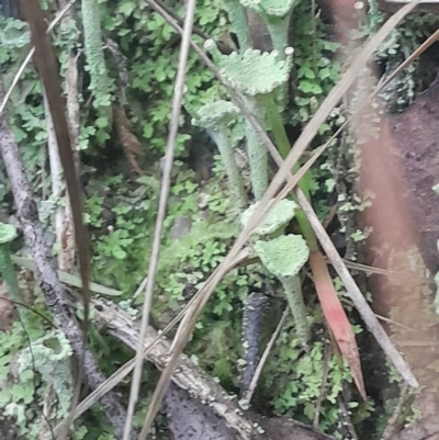 Cladonia fimbriata