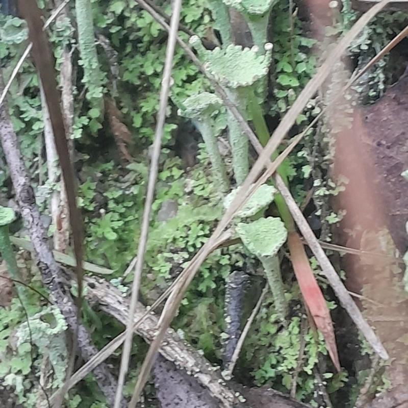 Cladonia fimbriata