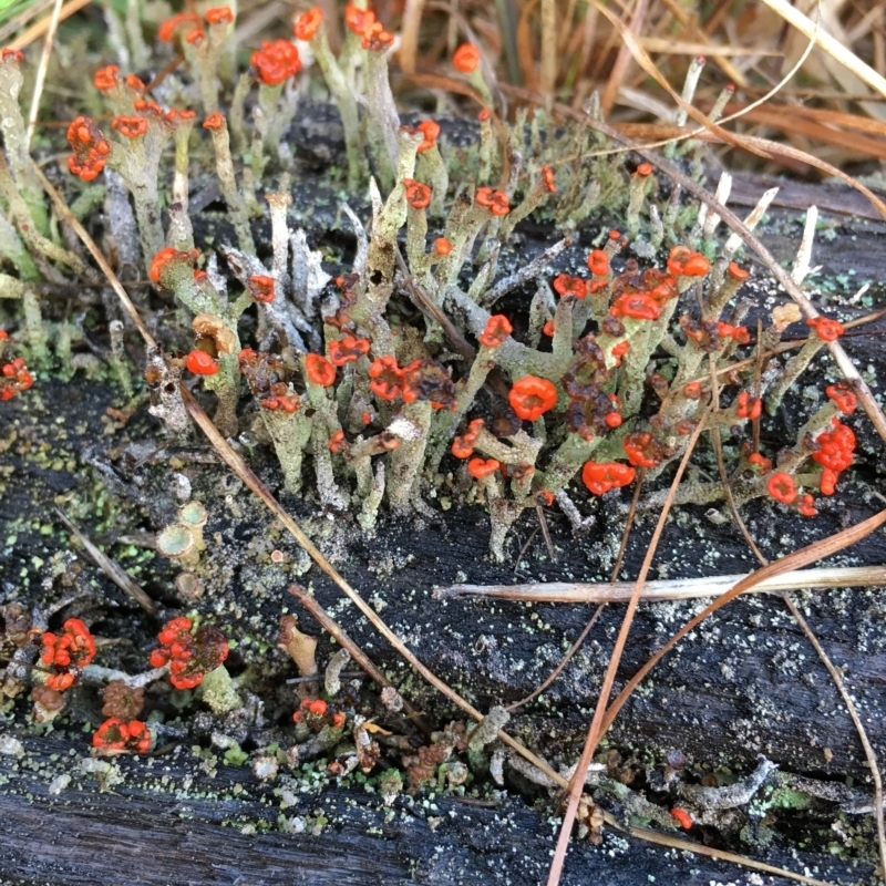 Cladonia floerkeana