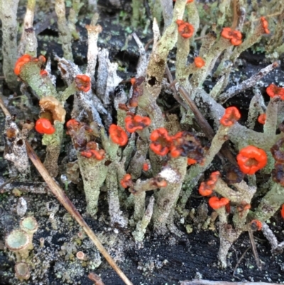 Cladonia floerkeana