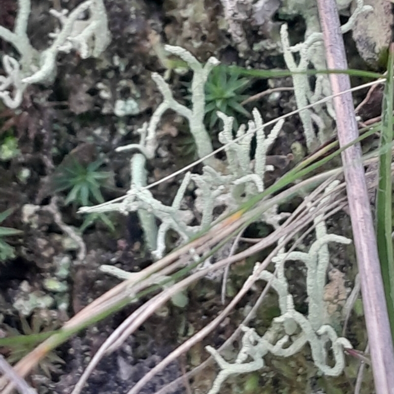 Cladonia scabriuscula