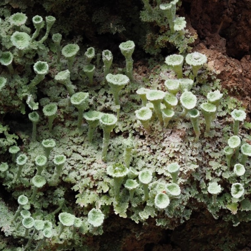 Cladonia sp. (genus)