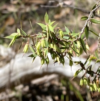 Acrotriche divaricata