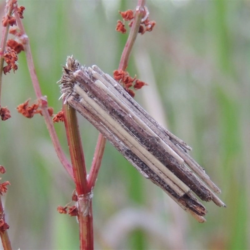 Clania lewinii & similar Casemoths