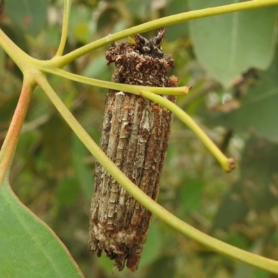 Clania (genus)