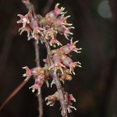 Acrotriche leucocarpa