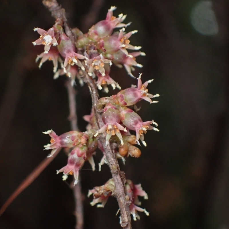 Acrotriche leucocarpa