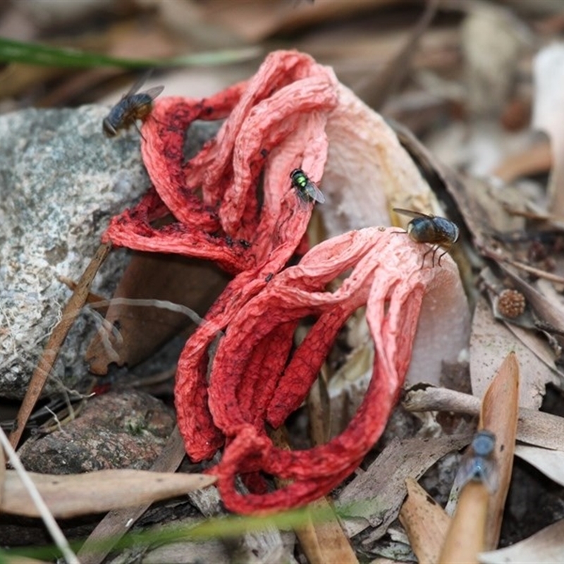 Clathrus archeri