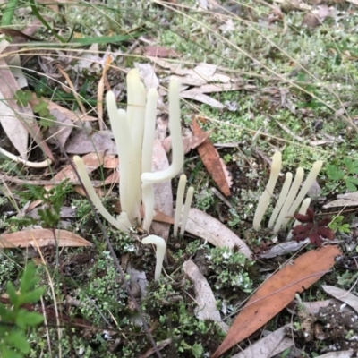 Clavaria alboglobospora