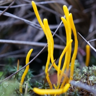 Clavulinopsis amoena