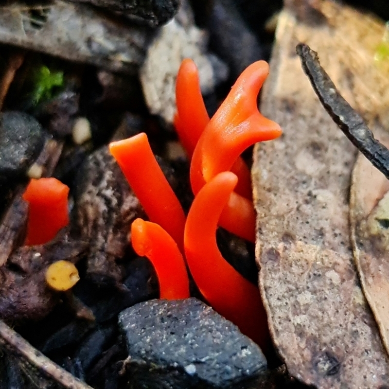 Clavulinopsis sulcata