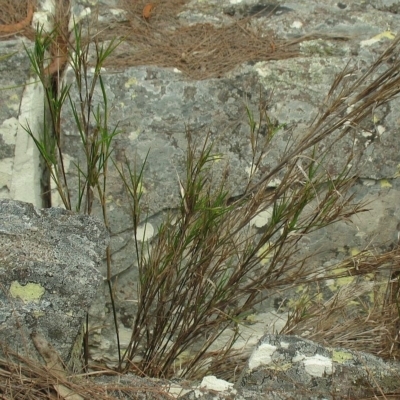 Cleistochloa rigida