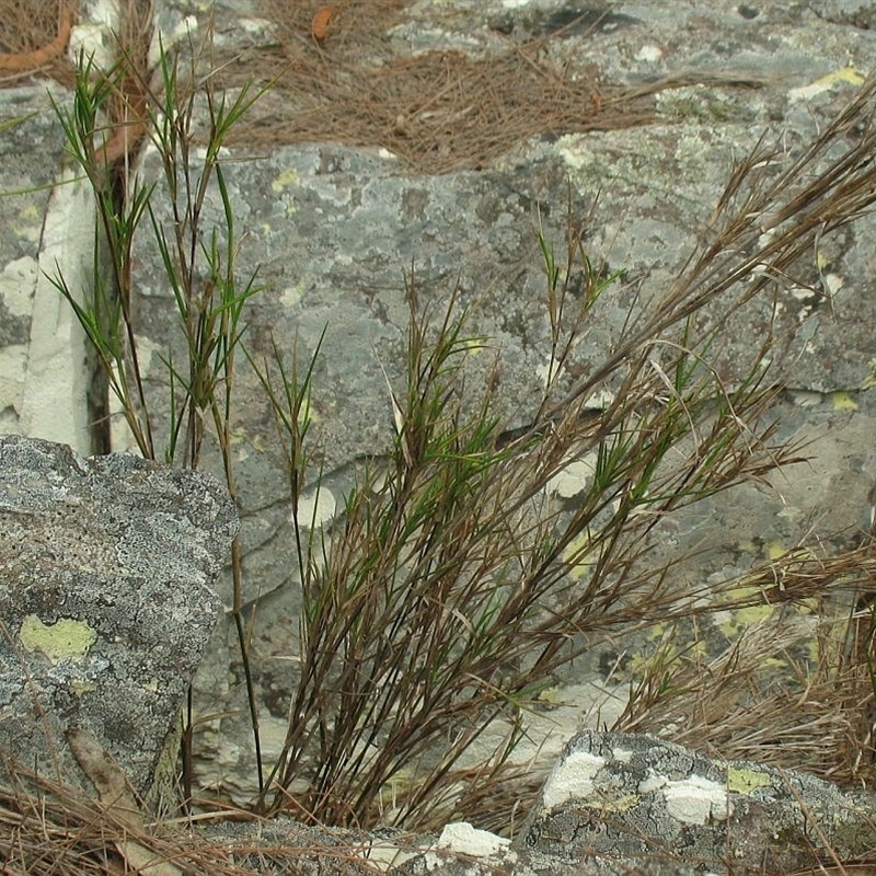 Jackie Miles, Brogo Dam cliffs