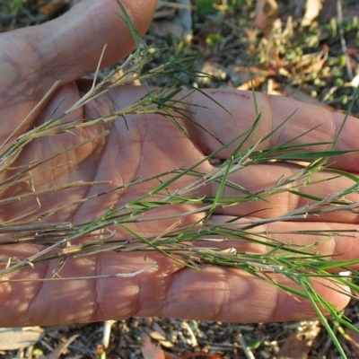 Cleistochloa rigida