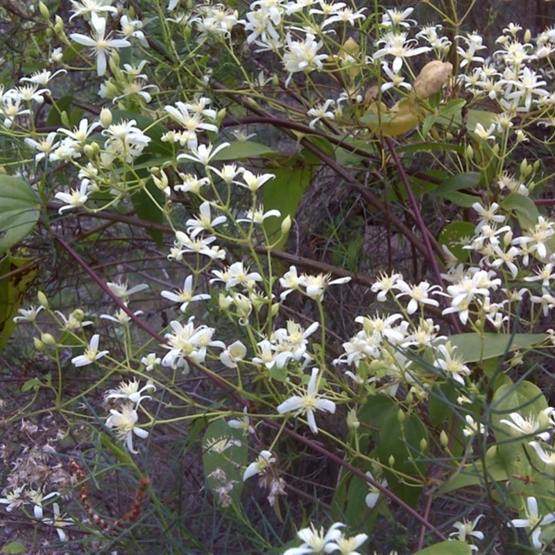 Clematis aristata