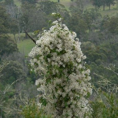 Clematis glycinoides