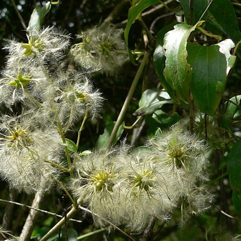 Clematis glycinoides