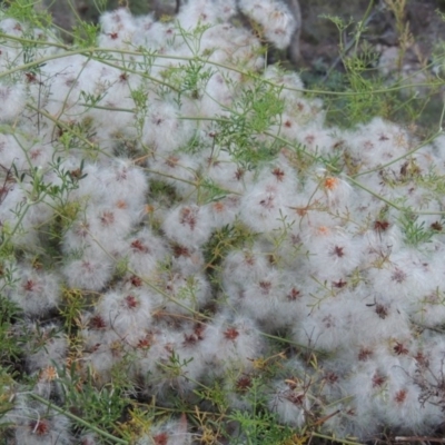 Clematis leptophylla