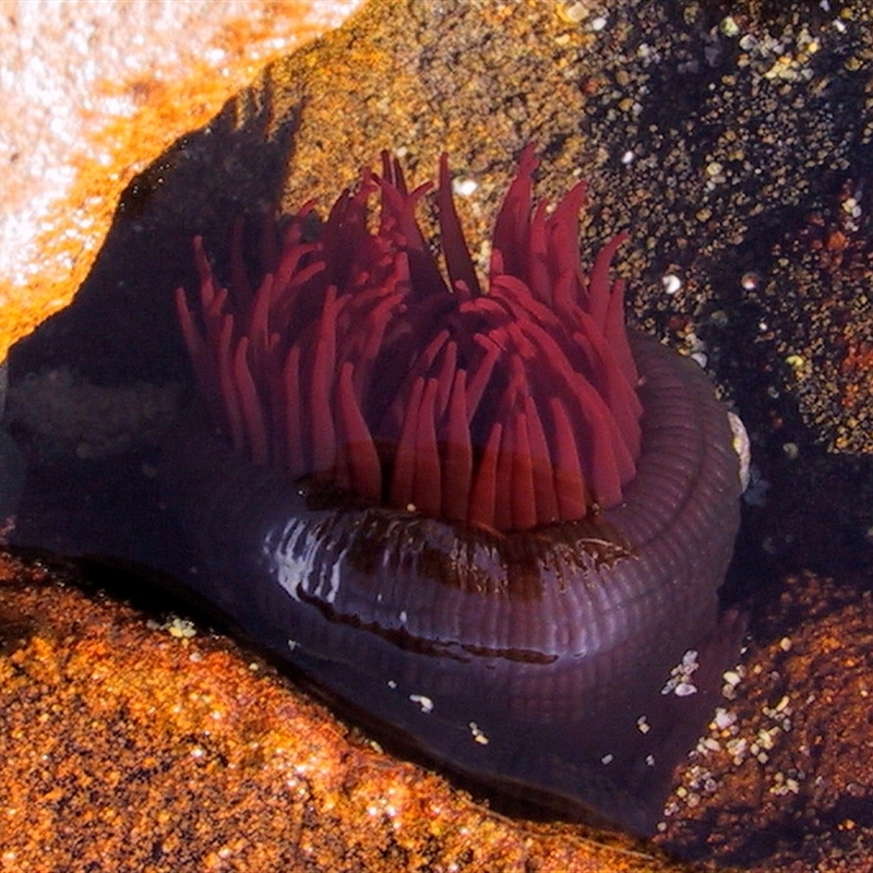 Actinia tenebrosa