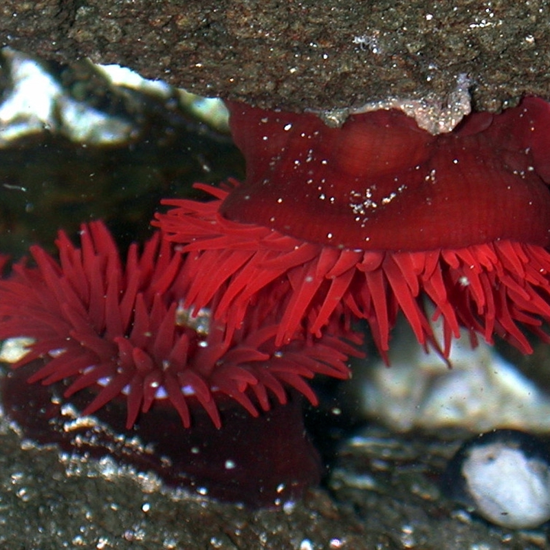 Actinia tenebrosa