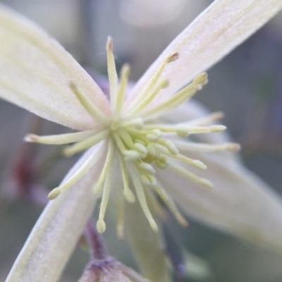 Clematis sp.