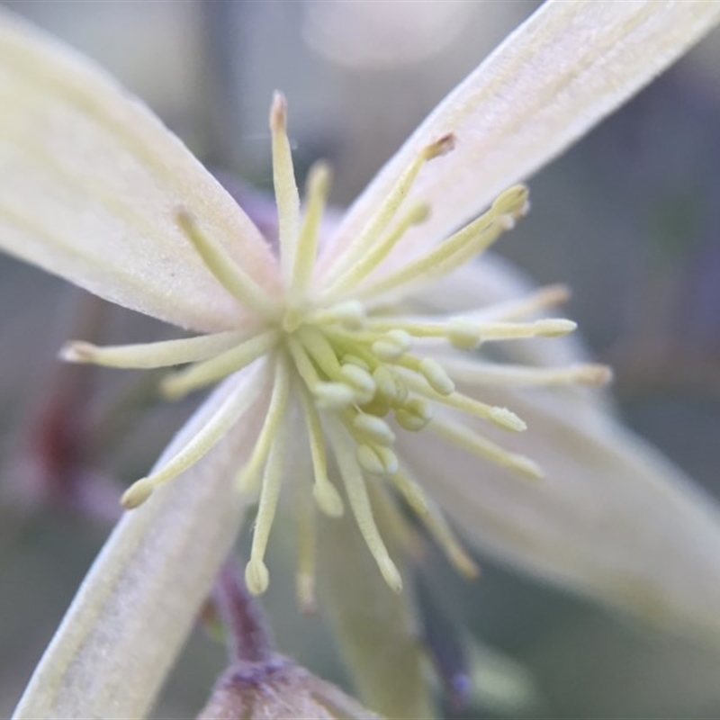 Clematis sp.