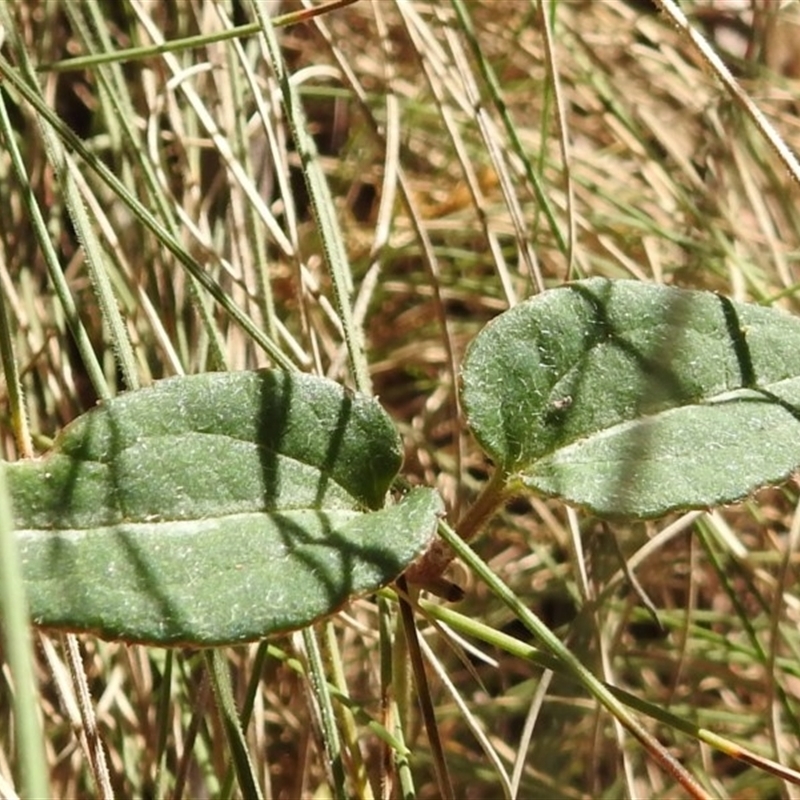 Clematis sp.