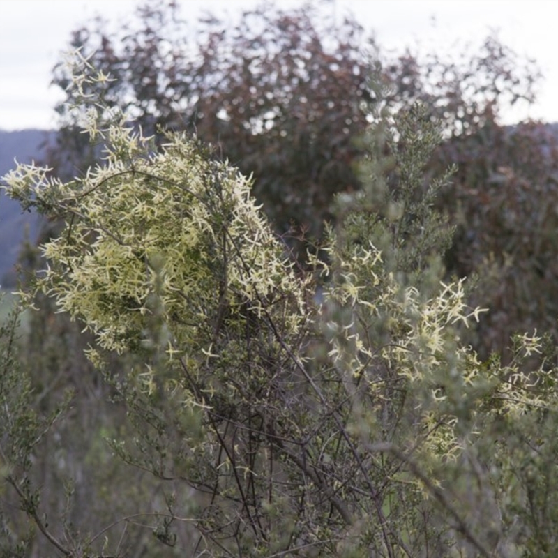 Clematis sp.