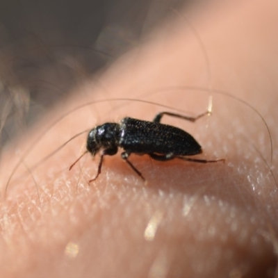 Cleridae sp. (family)