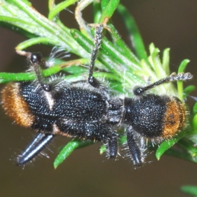 Cleridae sp. (family)