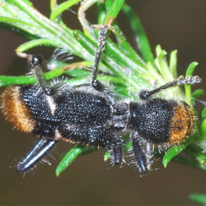 Cleridae sp. (family)