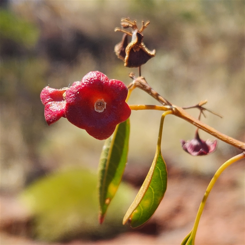 Clerodendrum floribundum