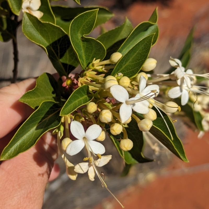 Clerodendrum floribundum