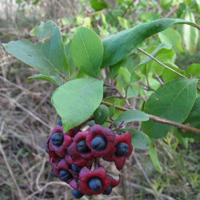 Clerodendrum tomentosum