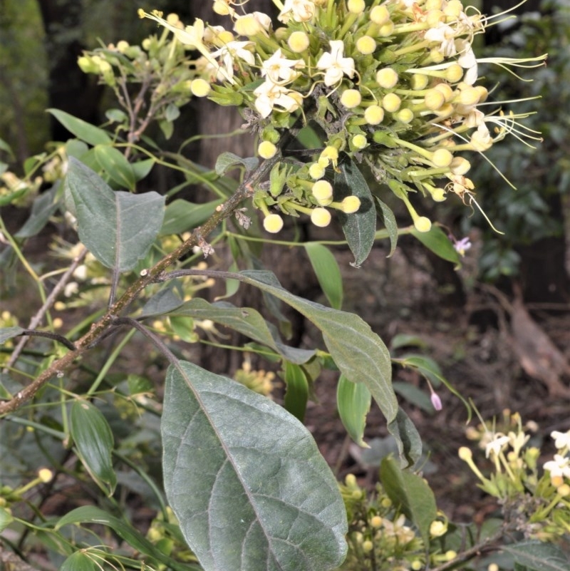 Clerodendrum tomentosum